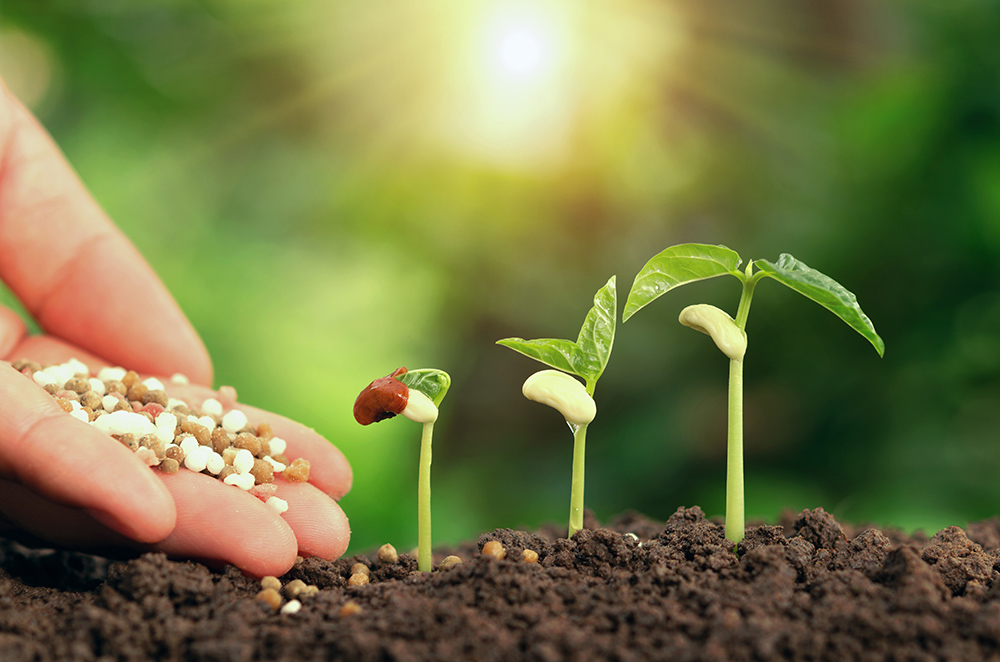 Agricultural hand nurturing fertilizer plant growing step on soi